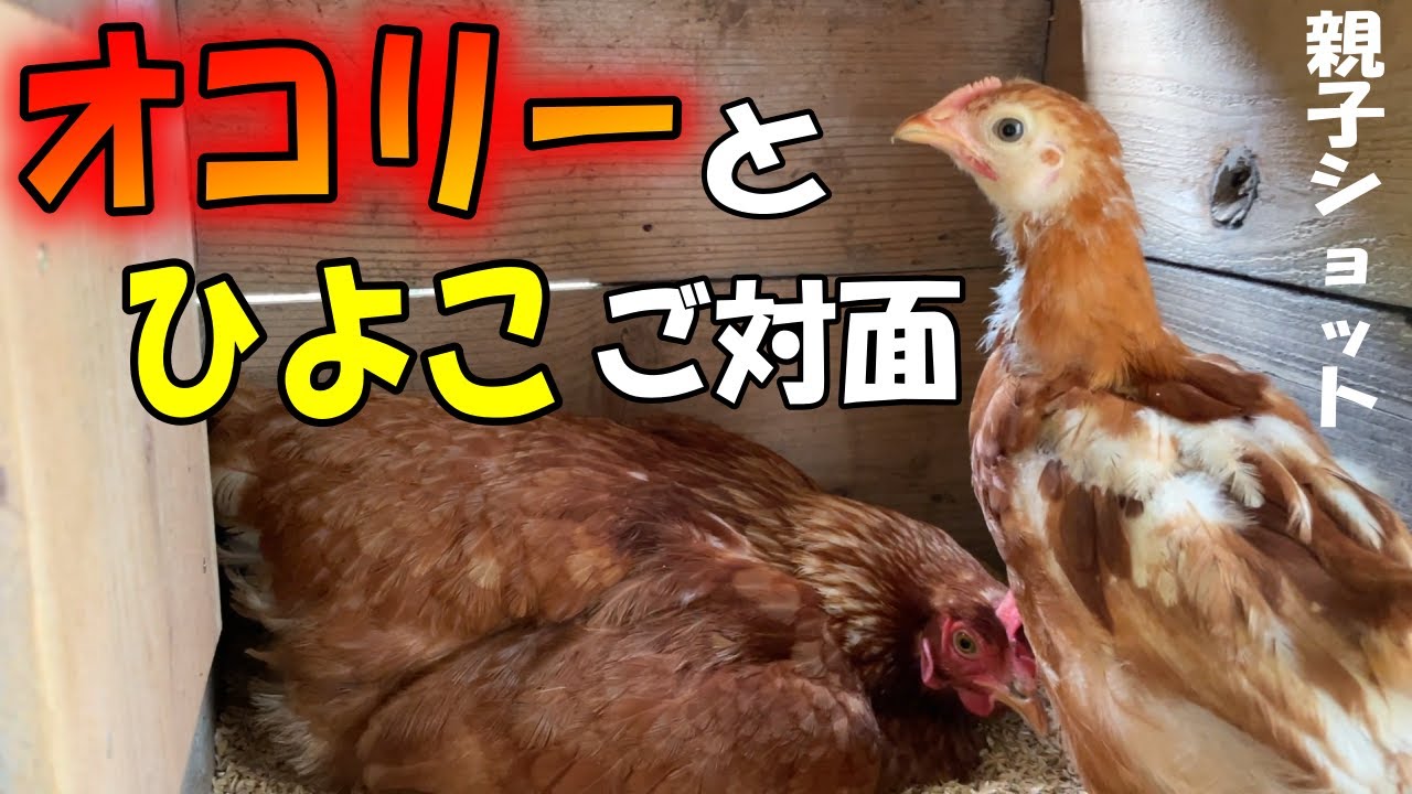 オコリーとヒナご対面のはずが、撮れ高なさすぎて３品種交流させたら、あずさが大冒険を始めた動画