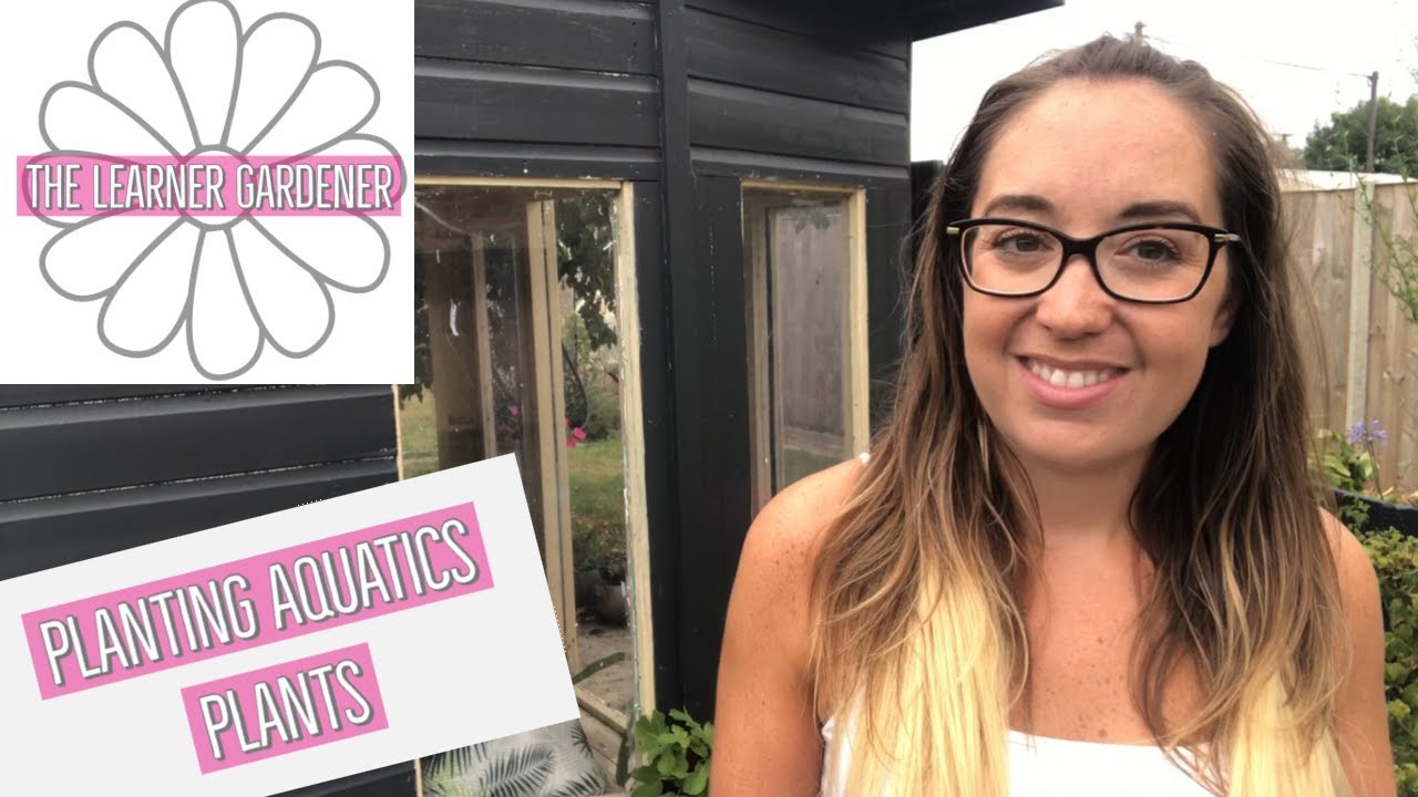 Video: Tips for pond plants for beginners