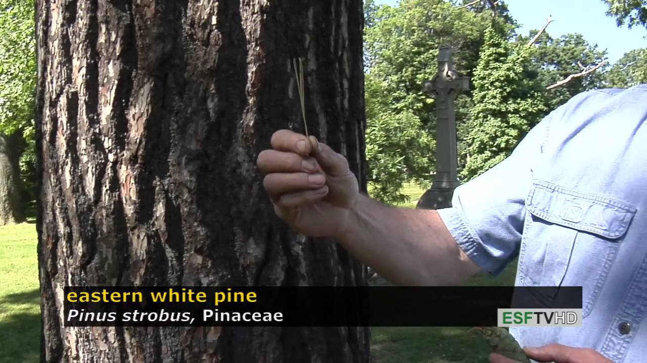 Trees with Don Leopold - eastern white pine