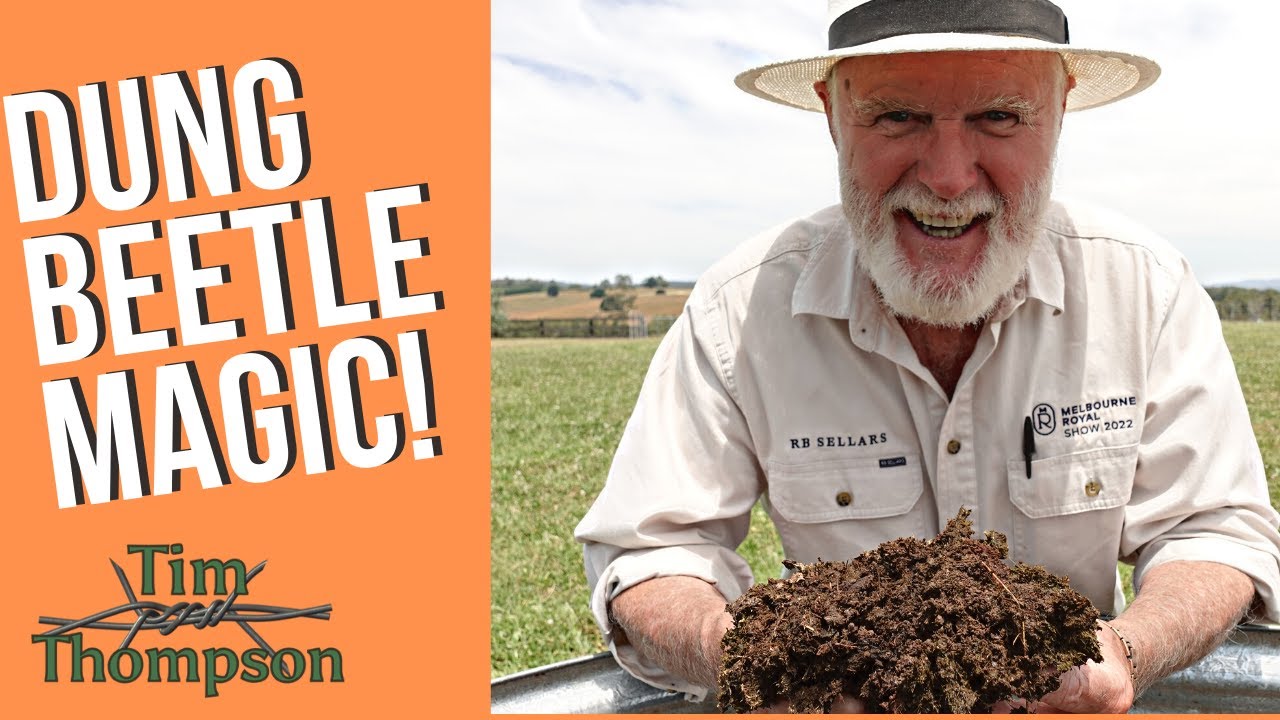 Dung Beetle Magic!