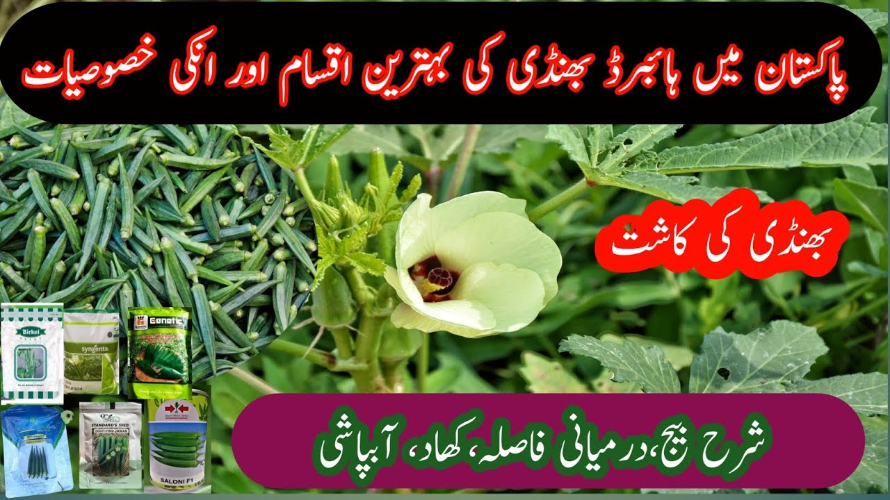 Bhindi ki kasht 2025.Ocra farming.بھینڈی کی کاشت اور اقسام