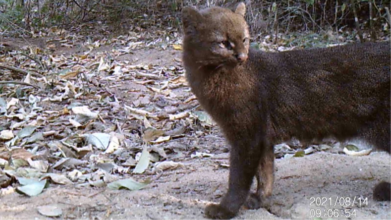 Mão pelada limpando a bunda ou coçando? Gato do mato, tatu e mais (animais silvestres)