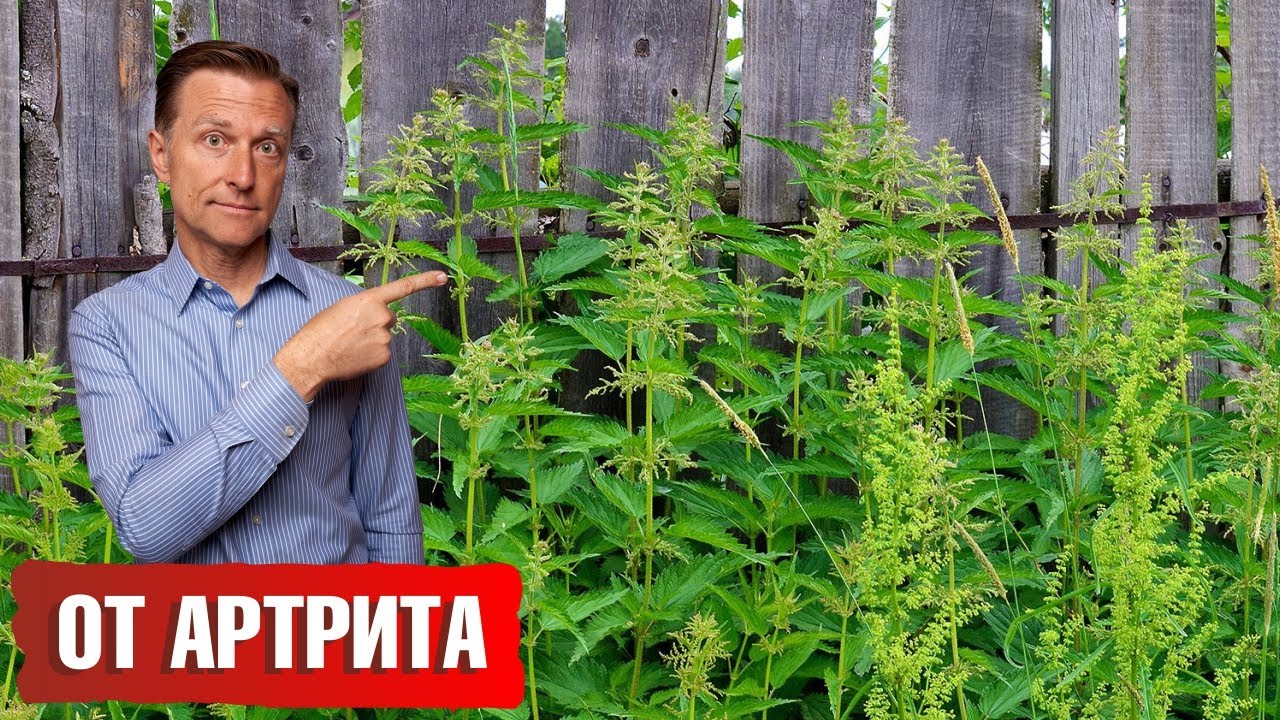 Лучший сорняк при артрите, подагре, остеоартрите. Снимет боль👍
