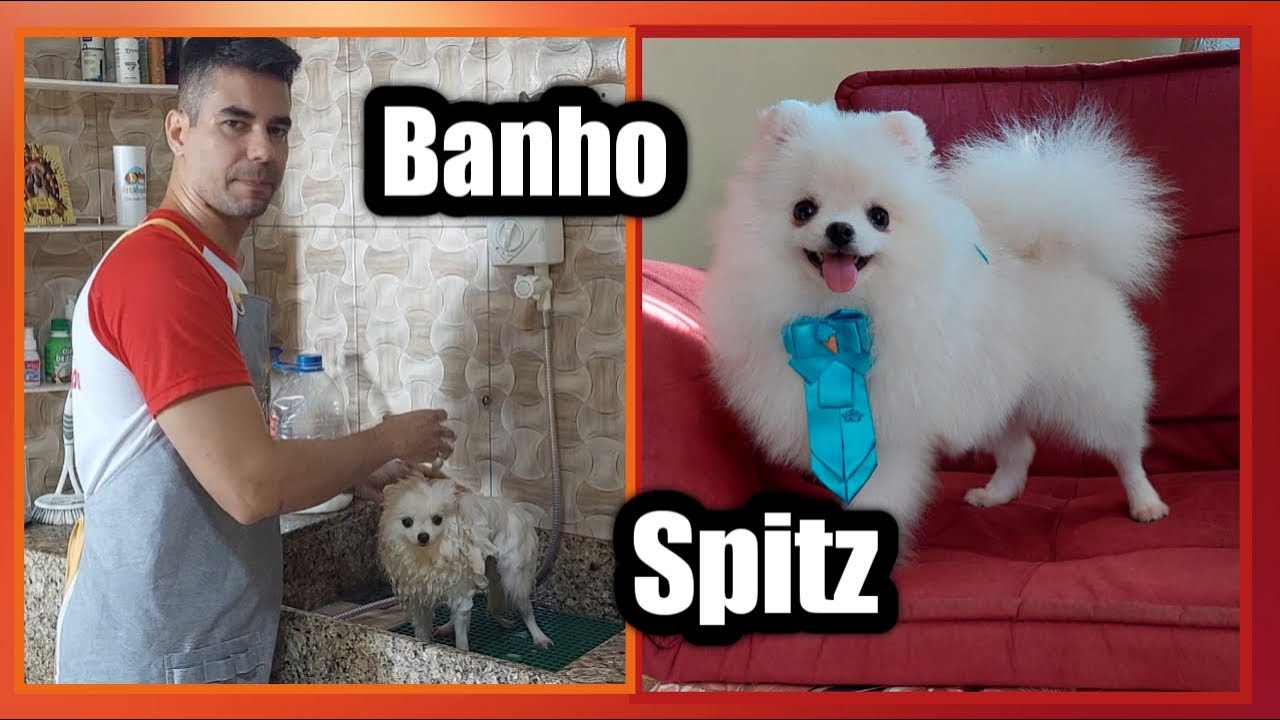 BANHO NO SPITZ MACHO