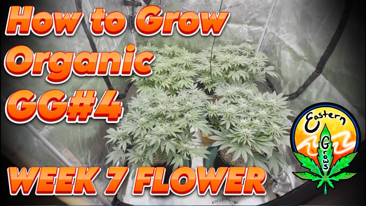 How to grow Organic GG#4 Week 7 Flower