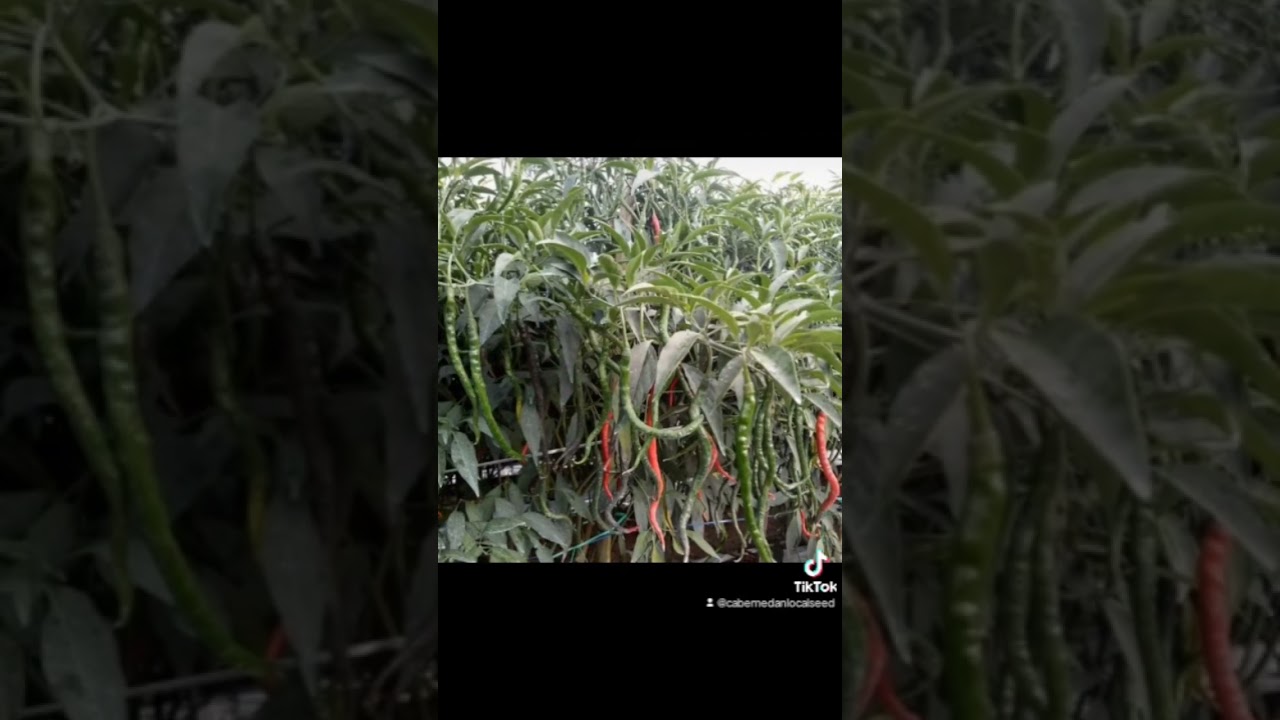 Rekomendasi Bibit Cabai Cepat Panen Indrapura Reborn Lokal Medan Legenda #agriculture
