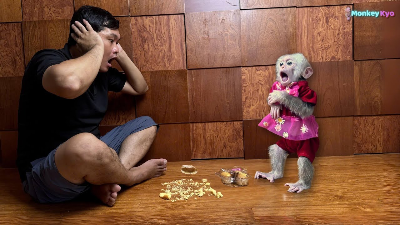 Baby monkey Kyo secretly ate Dad's sponge cake and hide the rest!