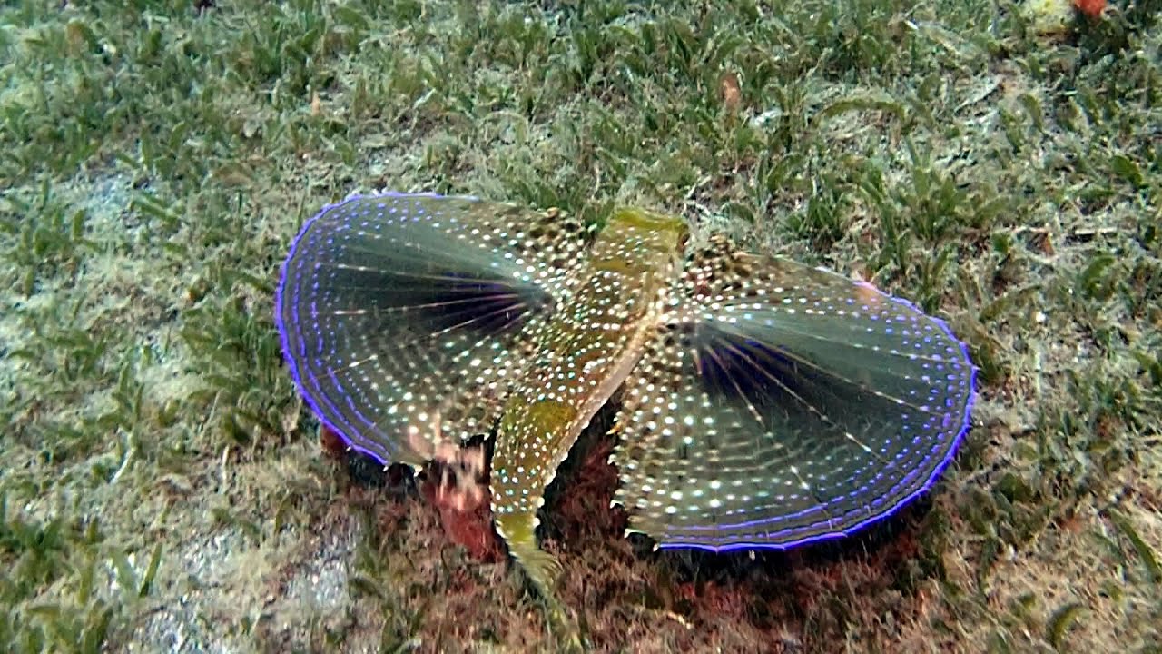 Scuba Diving Saint Vincent and the Grenadines - What You'll see.
