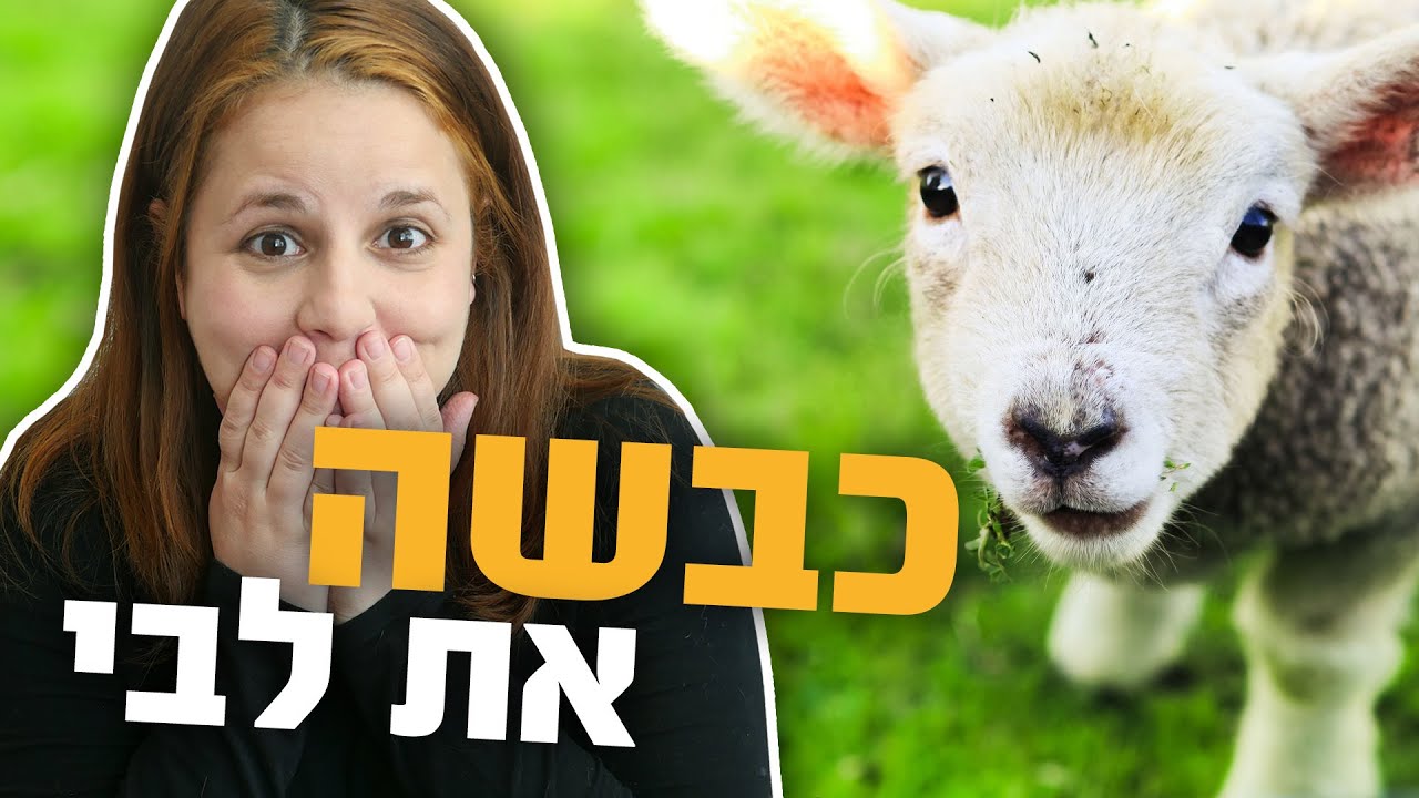 כבשים הן טיפשות ובלתי מזיקות? כל האמת על הכבשה! מה הקטע כבשים