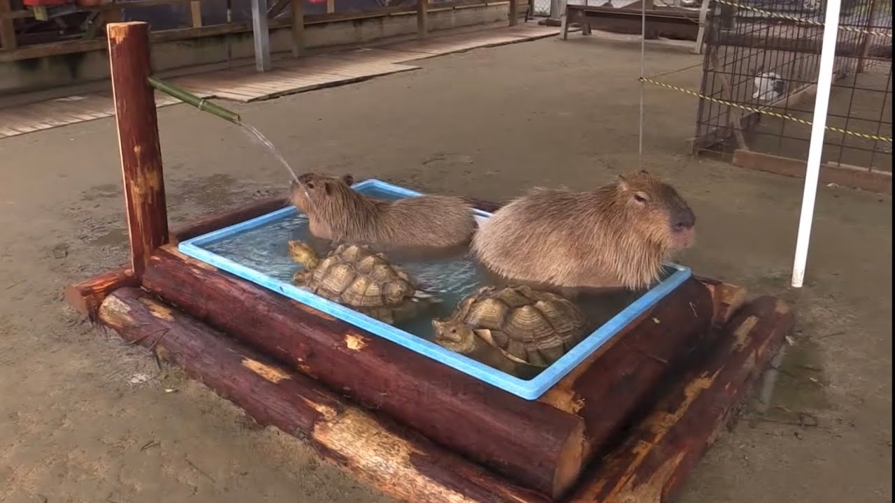 【長崎バイオパーク】亀の温浴にまさかのカピバラ乱入で… Turtle and capybara bathing【トリアスふれあい動物園】