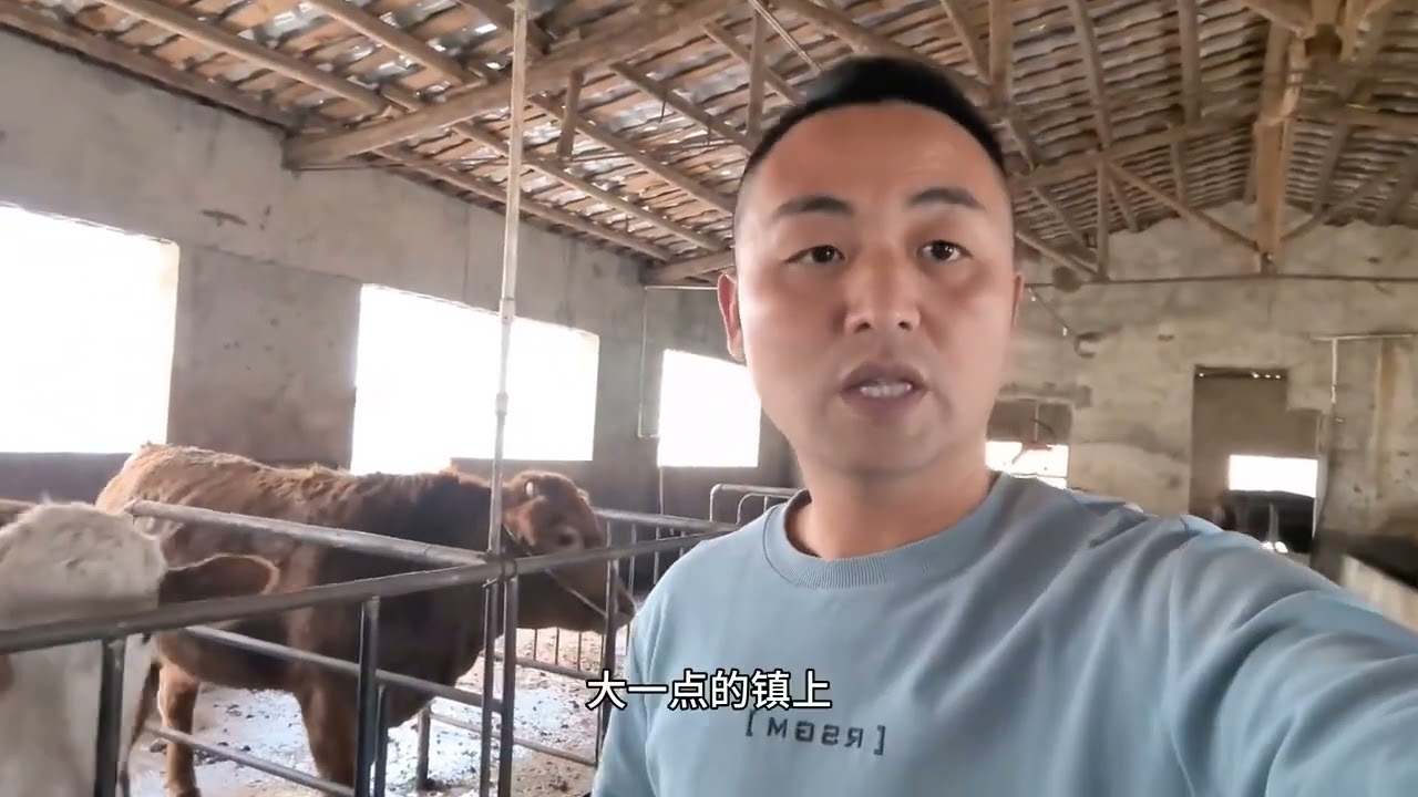 利木赞杂交牛品相太好，果断从屠户手上救下，留着当繁殖母牛！ #农村创业养殖 #农村生活 #自繁自养 #三农 #养牛人