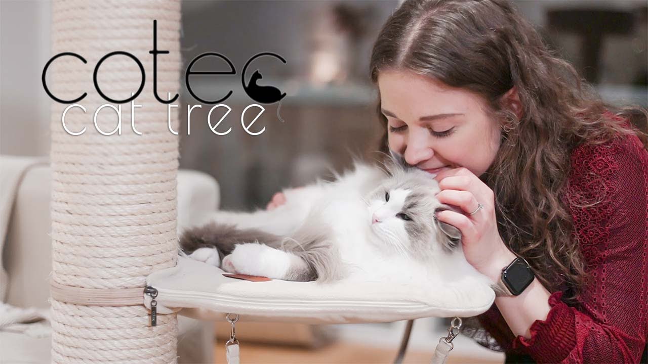 𝓷𝓮𝔀 Cotec cat tree - review | Ragdolls Pixie and Bluebell