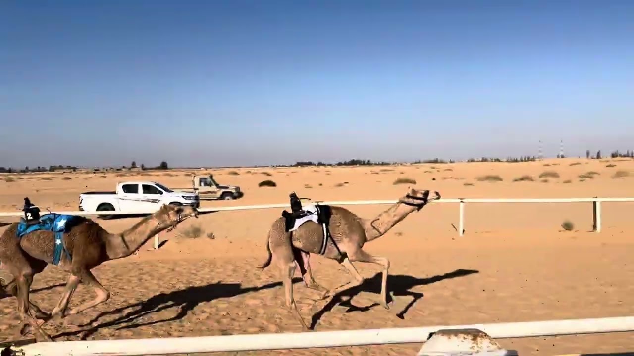 فجر / بدر عبدالله عيد اللحاوي الشراري