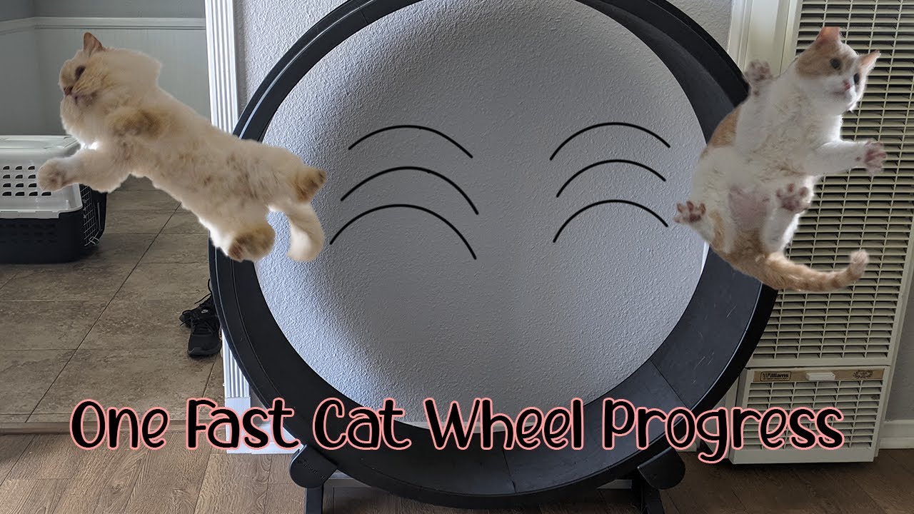 One Fast Cat Wheel - One Week Progress [Ragdoll/Short Hair Domestic]