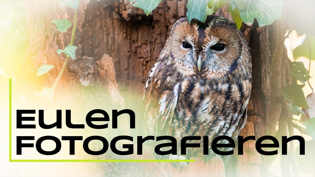 Eulen finden & fotografieren - Tutorial