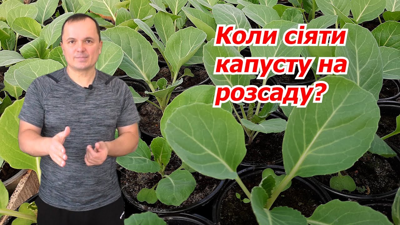 Коли сіяти капусту на розсаду? Як це правильно обрати терміни посіву.