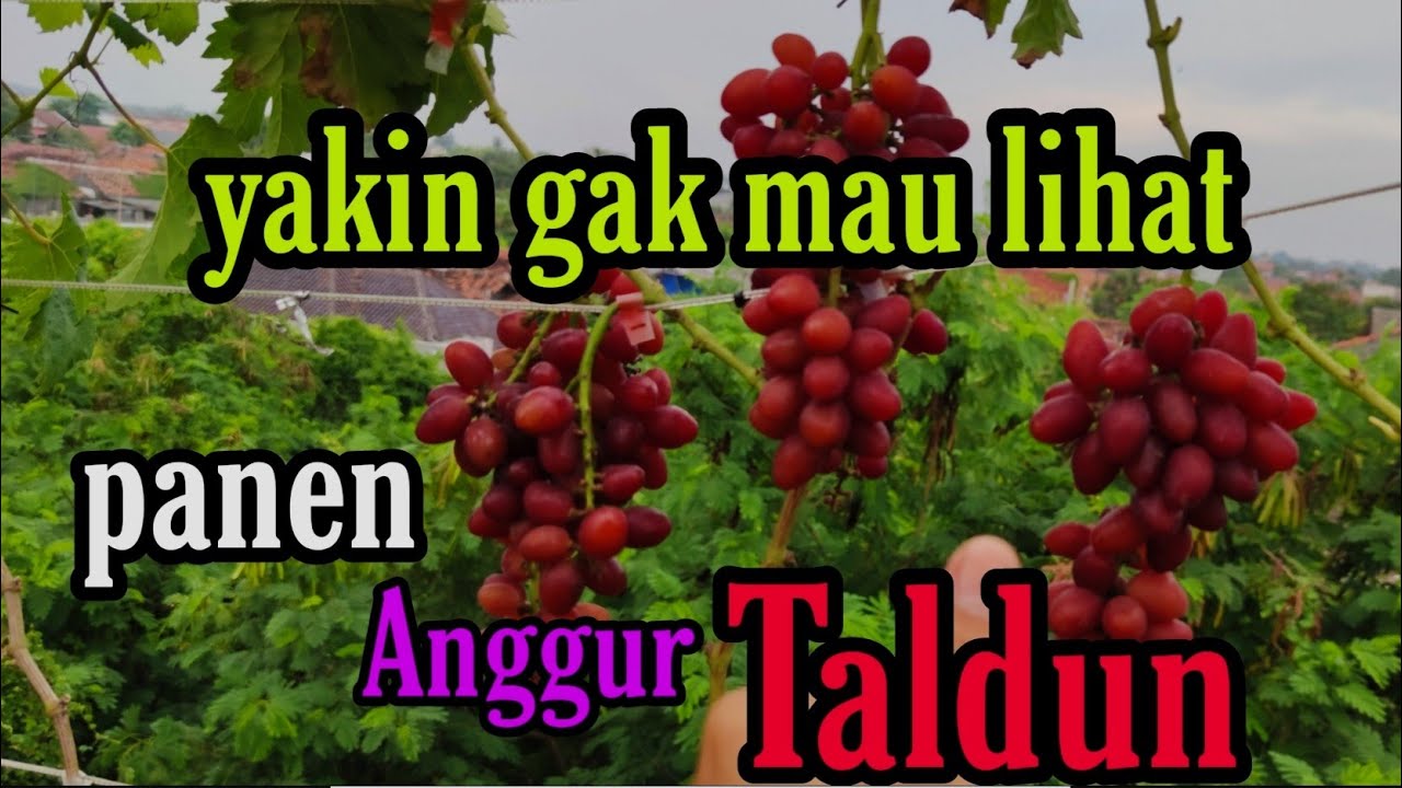 Taldun Grape #Panen Anggur Taldun