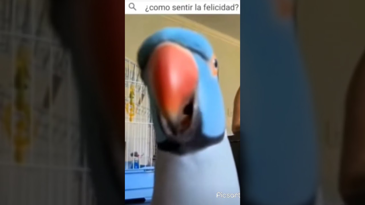 lorito dando besos a la c&aacute;mara, como quisiera tener uno asi.