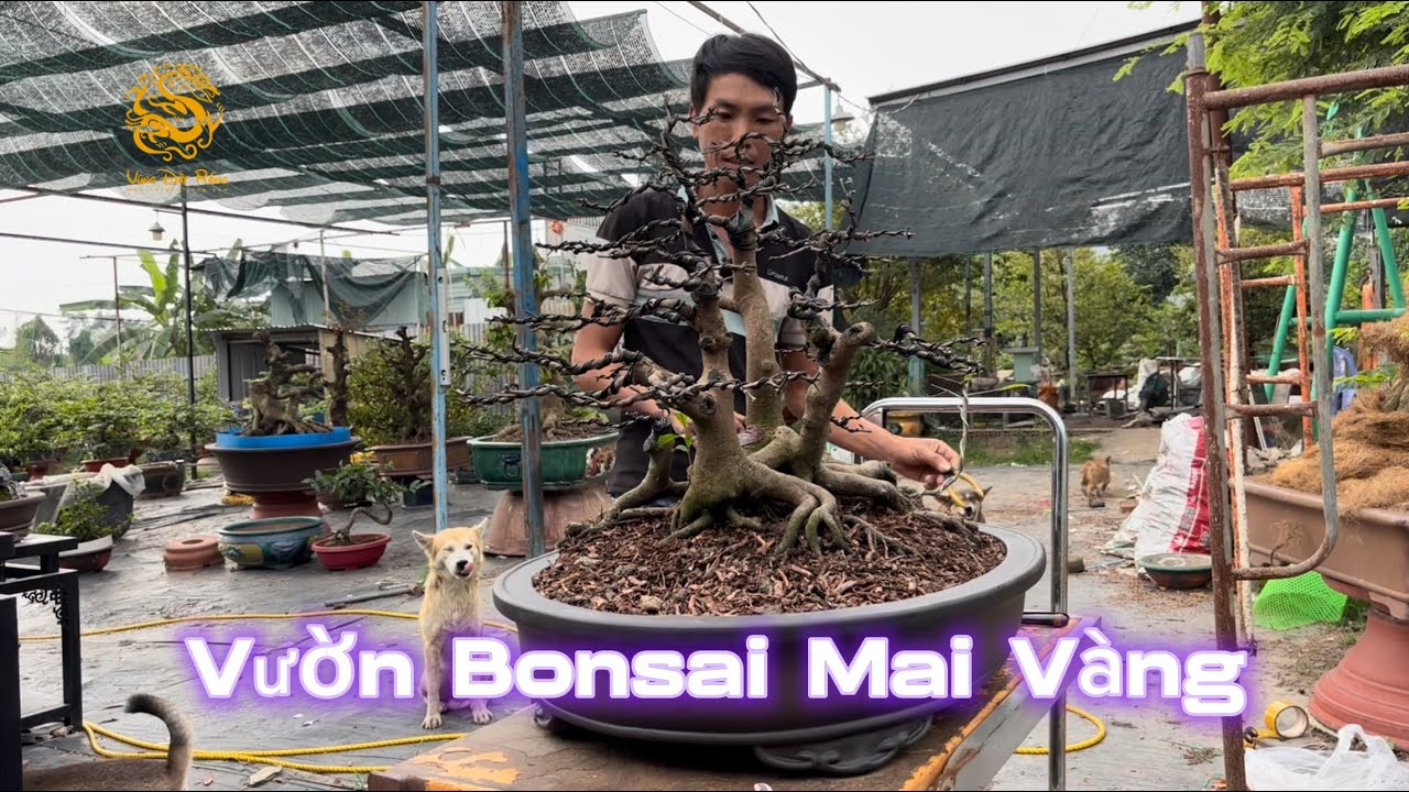 Một bạn trẻ trồng Mai Vàng Bonsai nghệ thuật ở Biên Hoà |Vùng Đất Rồng
