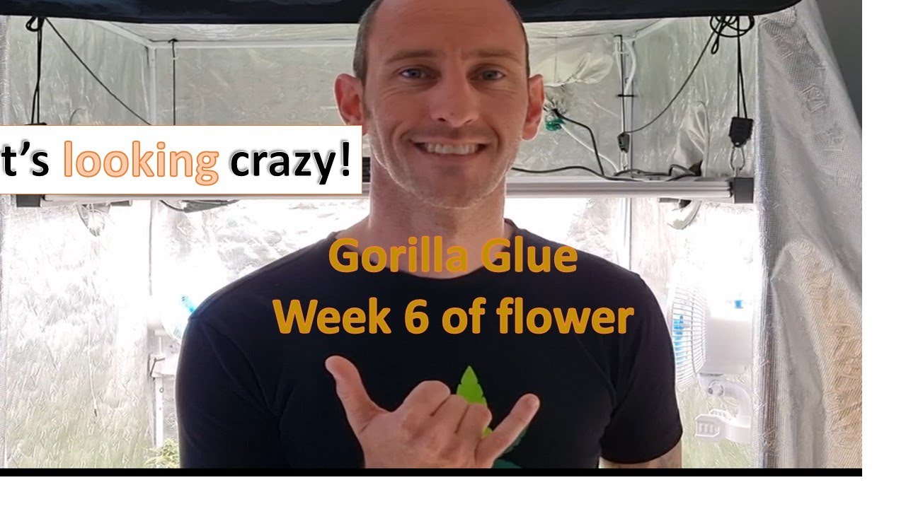 Week 6 of flower for this Gorilla Glue number 4.