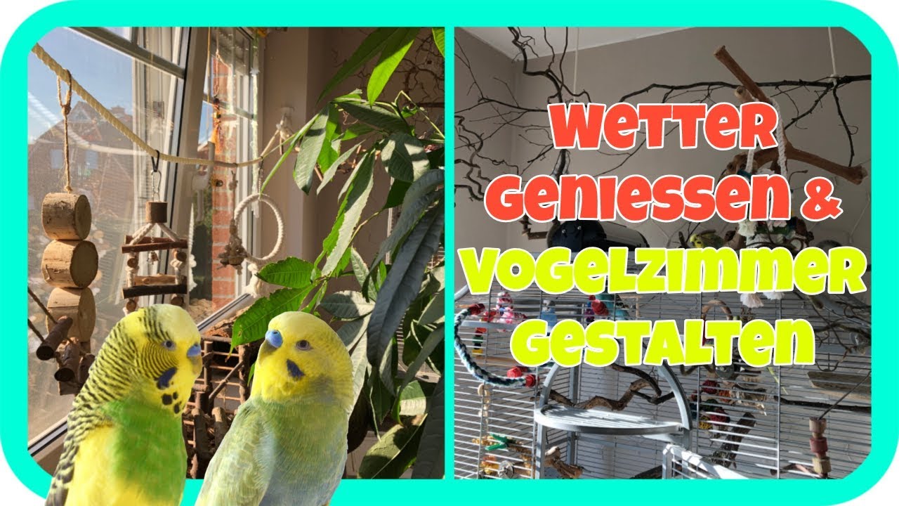 Wetter genießen mit Wellensittichen🌤 Vogelzimmer gestalten🐥💖 Daily Vlog 25.02.2019