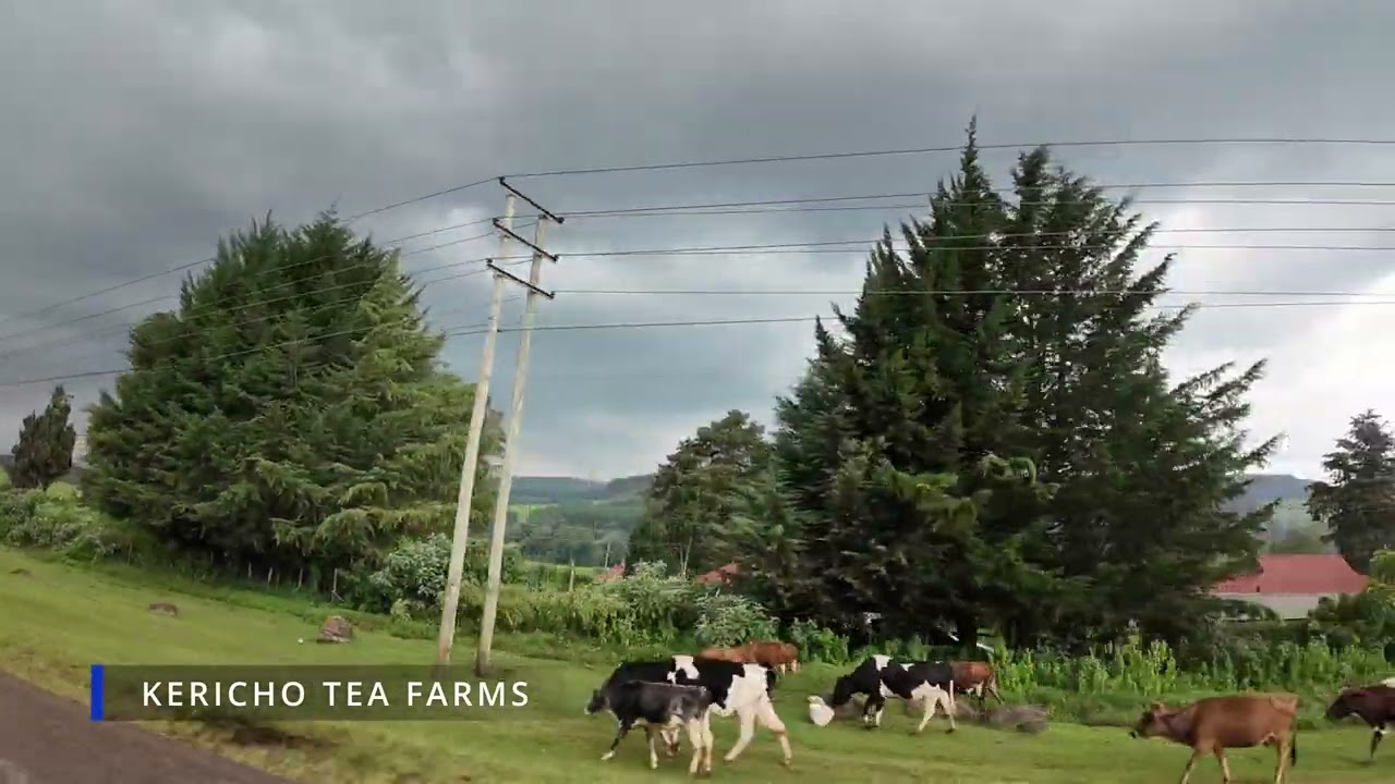 A Drive From Thika to Vihiga Part 6; Kericho tea farms