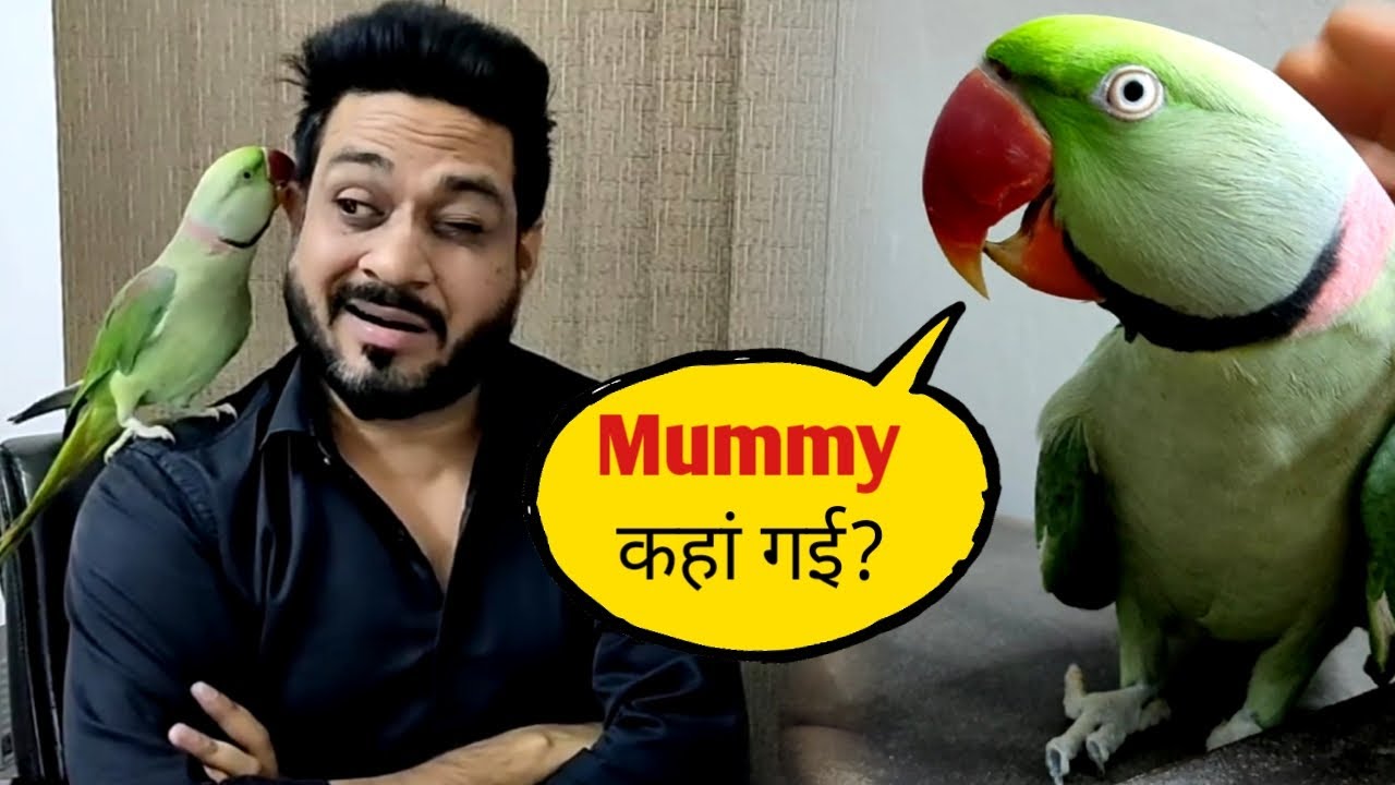 Parrot Pablo jokingly calling Mummy Mummy😂