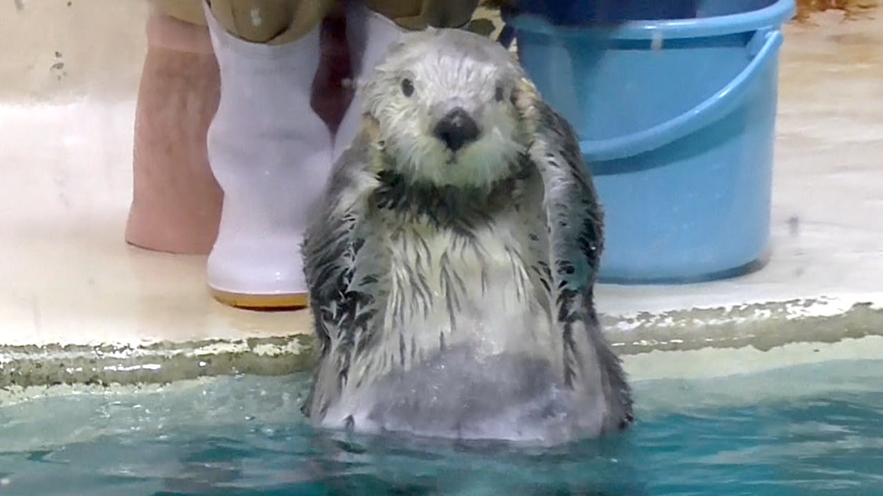 色々な芸を披露する鳥羽水族館のラッコ