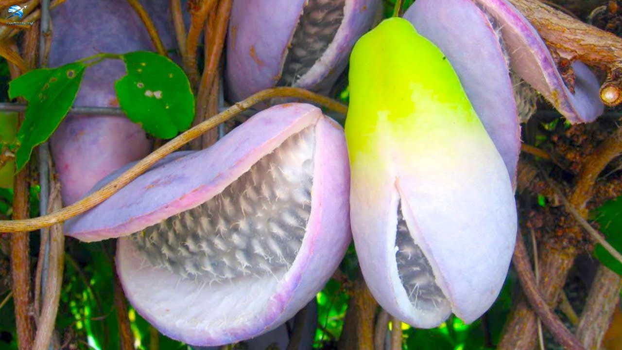 20 Loại Trái Cây Kỳ Lạ Mà Bạn Không Tin Chúng Tồn Tại | Thiên Hà TV