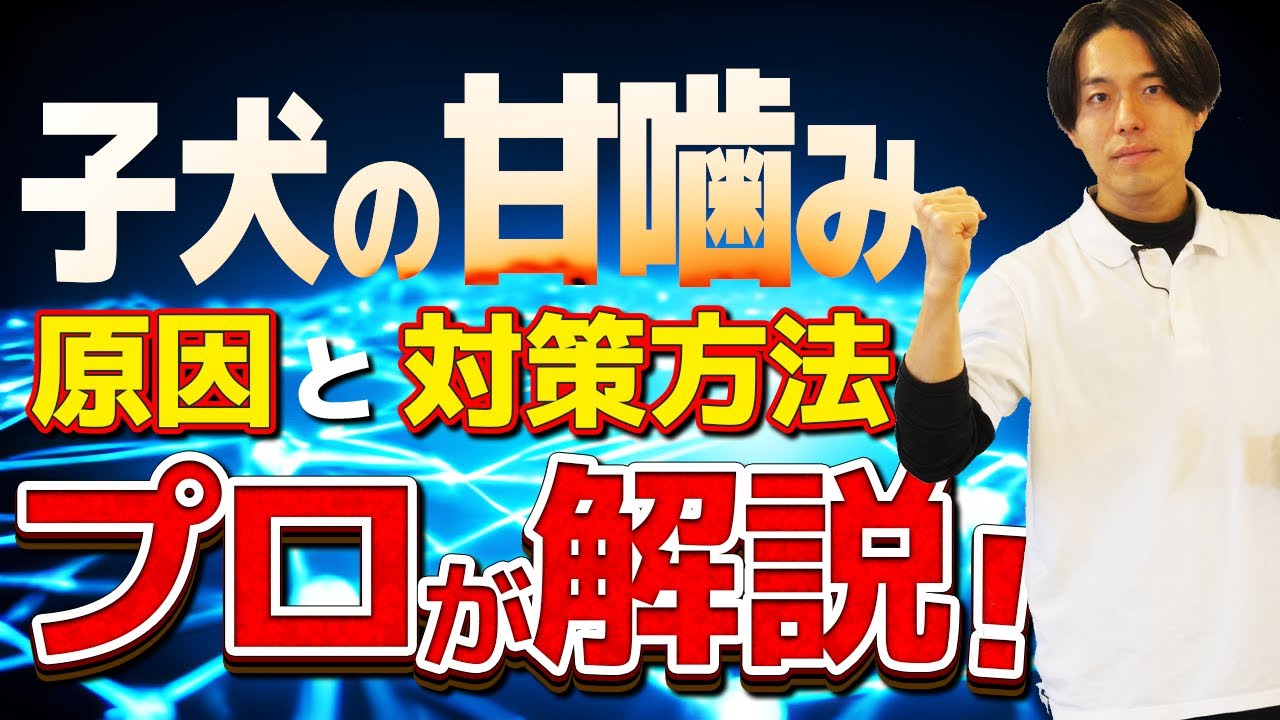 【子犬甘噛み】しつけ法と原因をプロドッグトレーナーが解説！