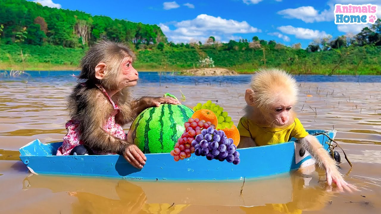 BiBi rowes a boat to pick fruit for baby monkey Obi