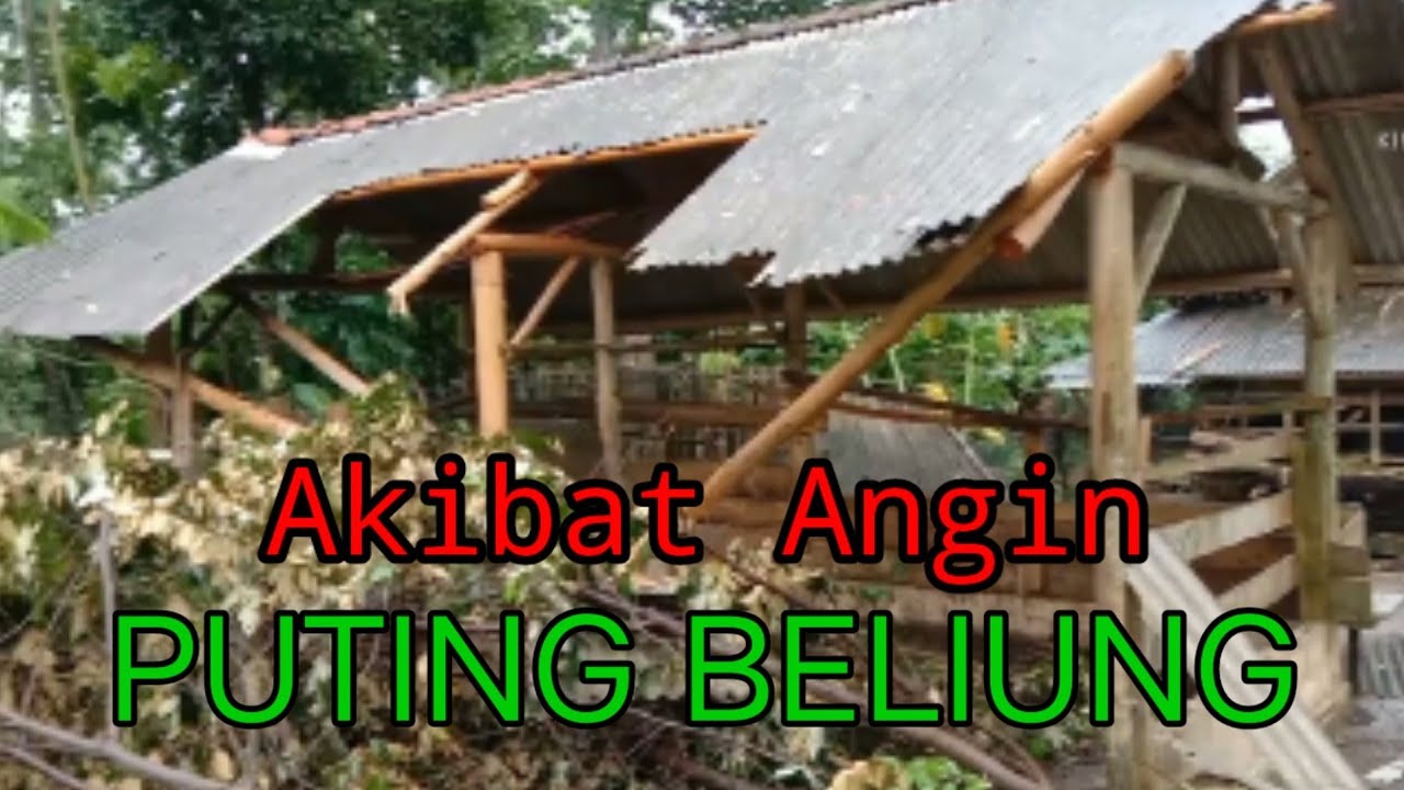 Akibat Angin Puting Beliung Kandang Sapi SAJ hancur//The Cowshed was destroyed by the Tornado