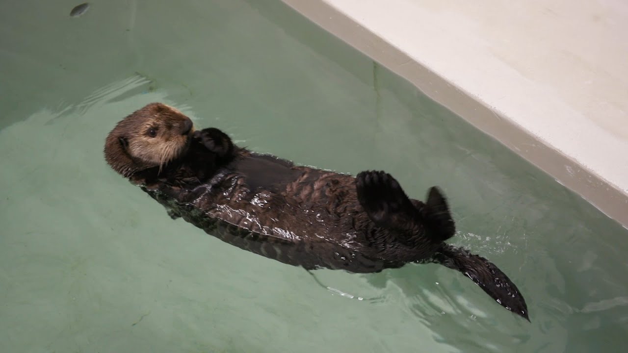 Qilak Arrives at Shedd Aquarium