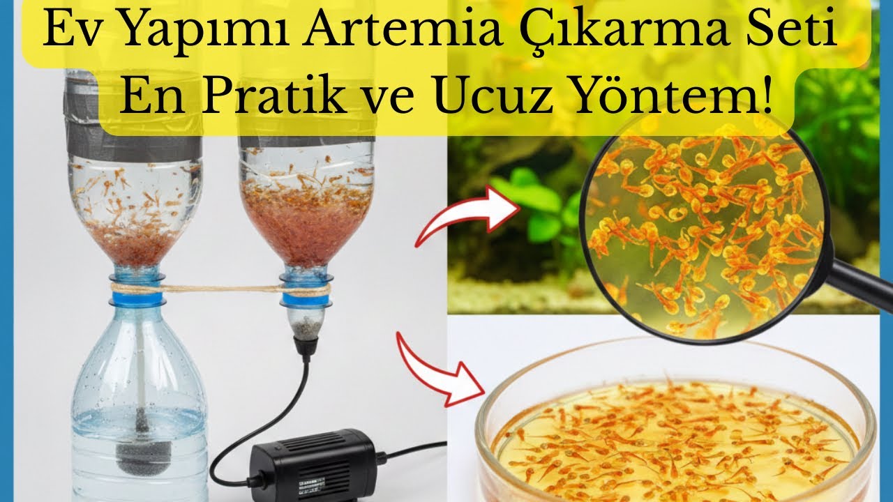 Ev Yapımı Artemia Çıkarma Seti | En Pratik ve Ucuz Yöntem! 2026
