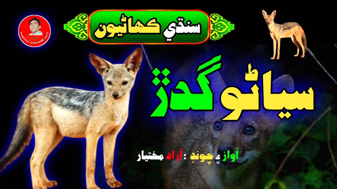 The Story Of Wise Jackal | Sindhi Kahani | Sindhi Fairy Tales | Aazad View