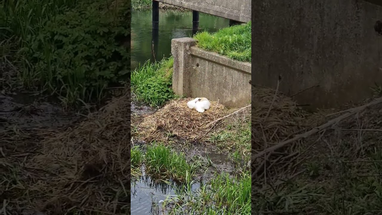 Swan nesting #uk #swan #nest