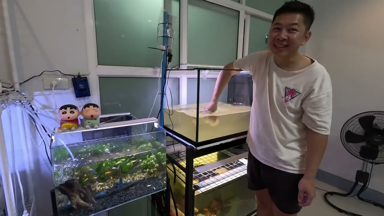 At Home Aquarium