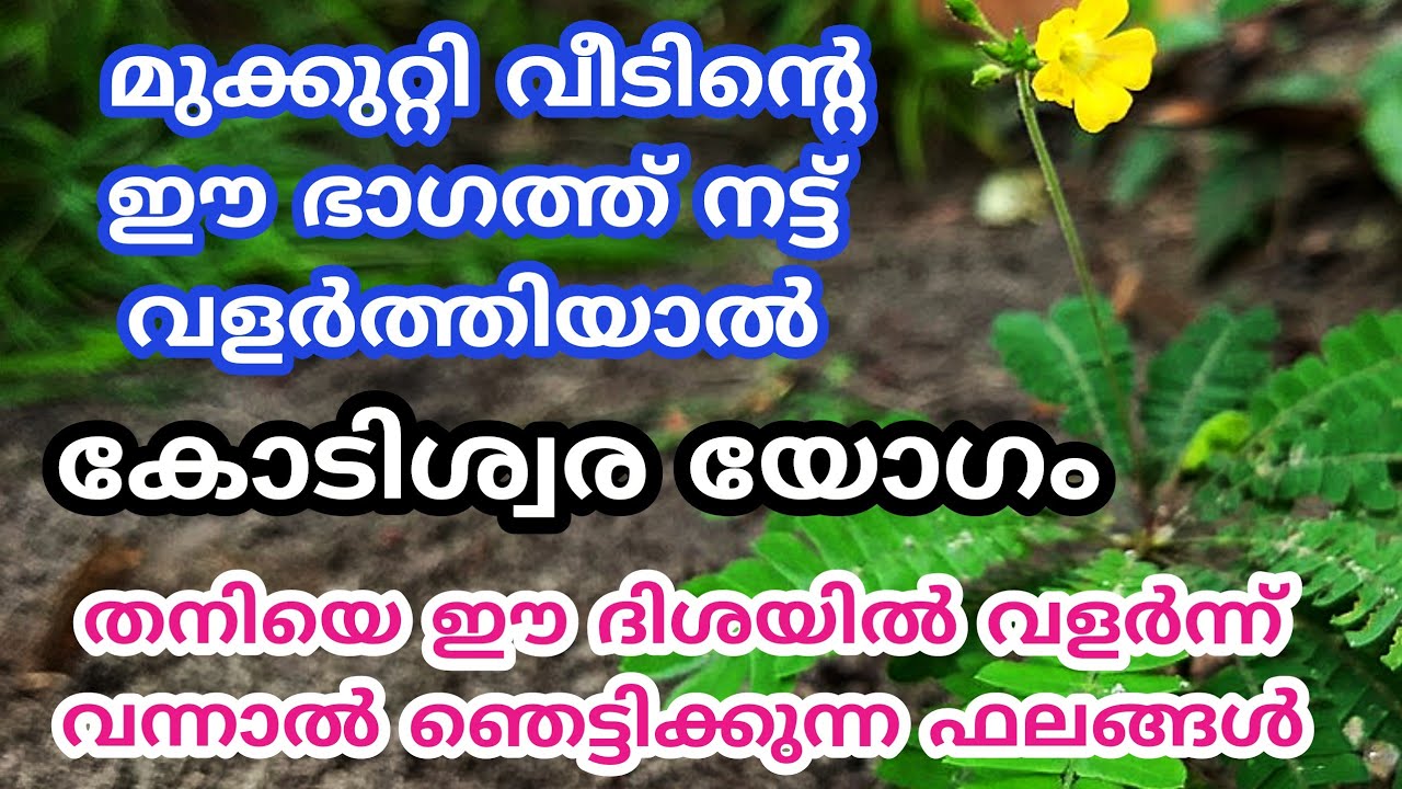 മുക്കുറ്റി വീടിന്റെ ഈ ദിശയിൽ നട്ട് വളർത്തു സൗഭാഗ്യങ്ങൾ തേടി എത്തും.. jyothsham mlayalam.. astrology