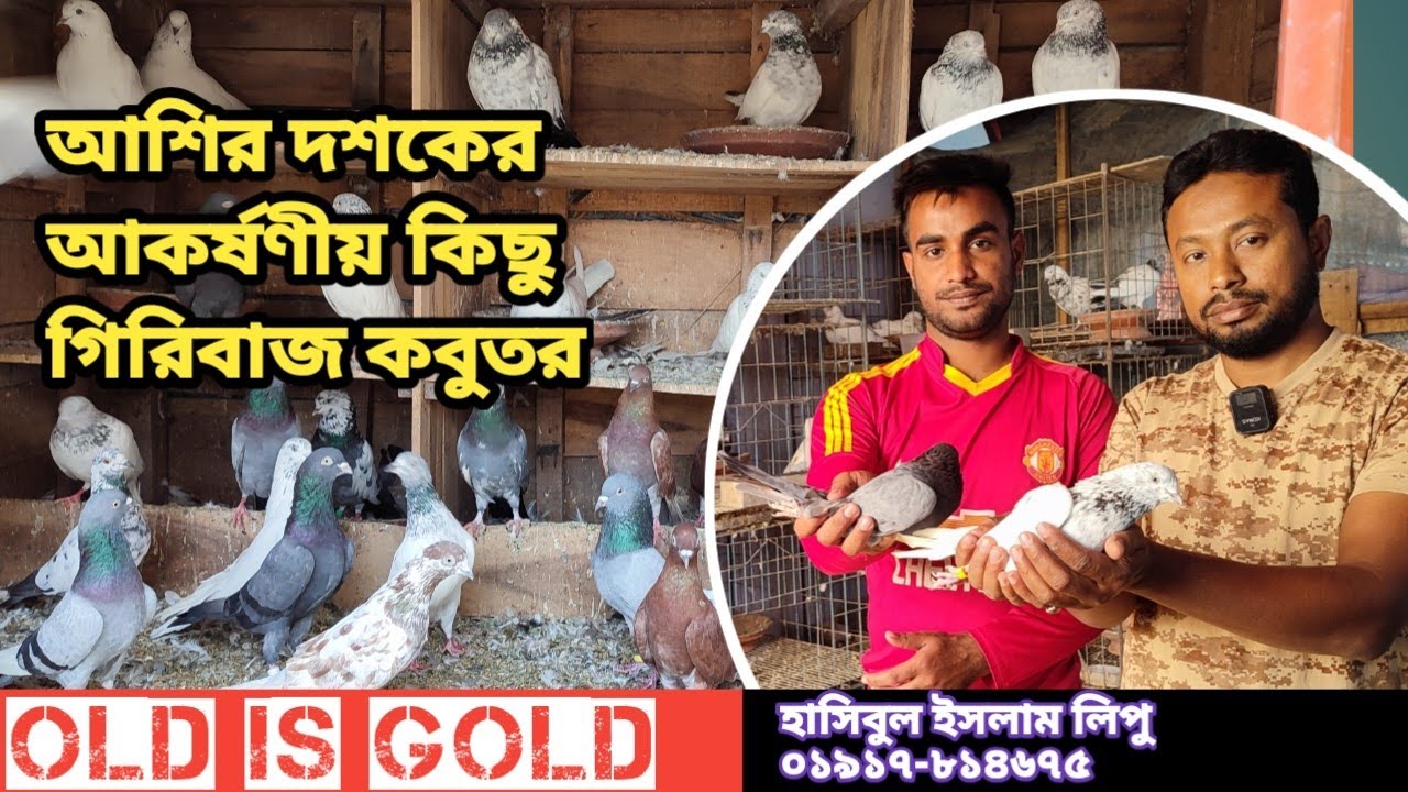 হারানো দিনের কিছু লোকাল জাতের কবুতর।। Khulna Local high flying Pigeon