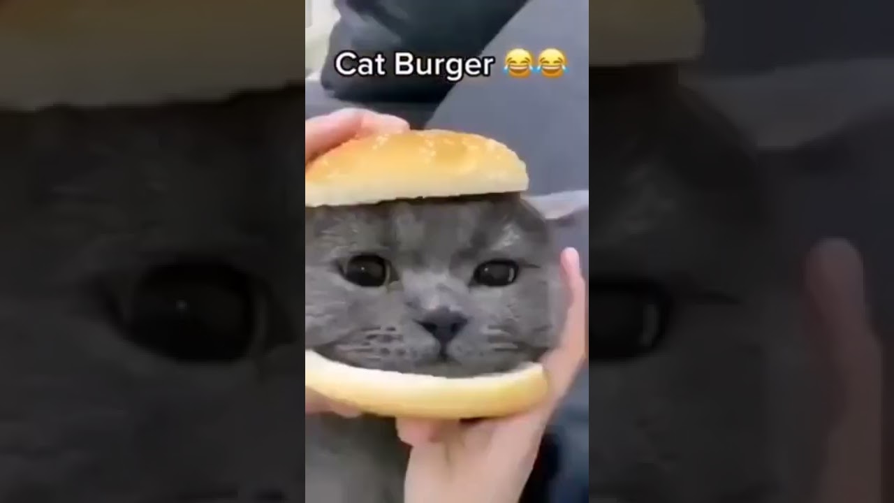 cat burger 😎#cat #cats #catlover