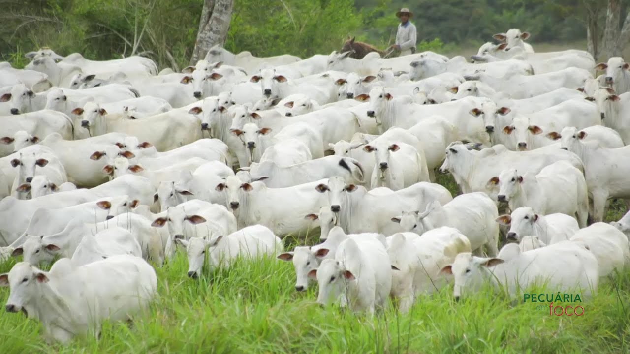 PECUÁRIA EM FOCO - EAO AGROPECUÁRIA - MEGA EVENTO EAO