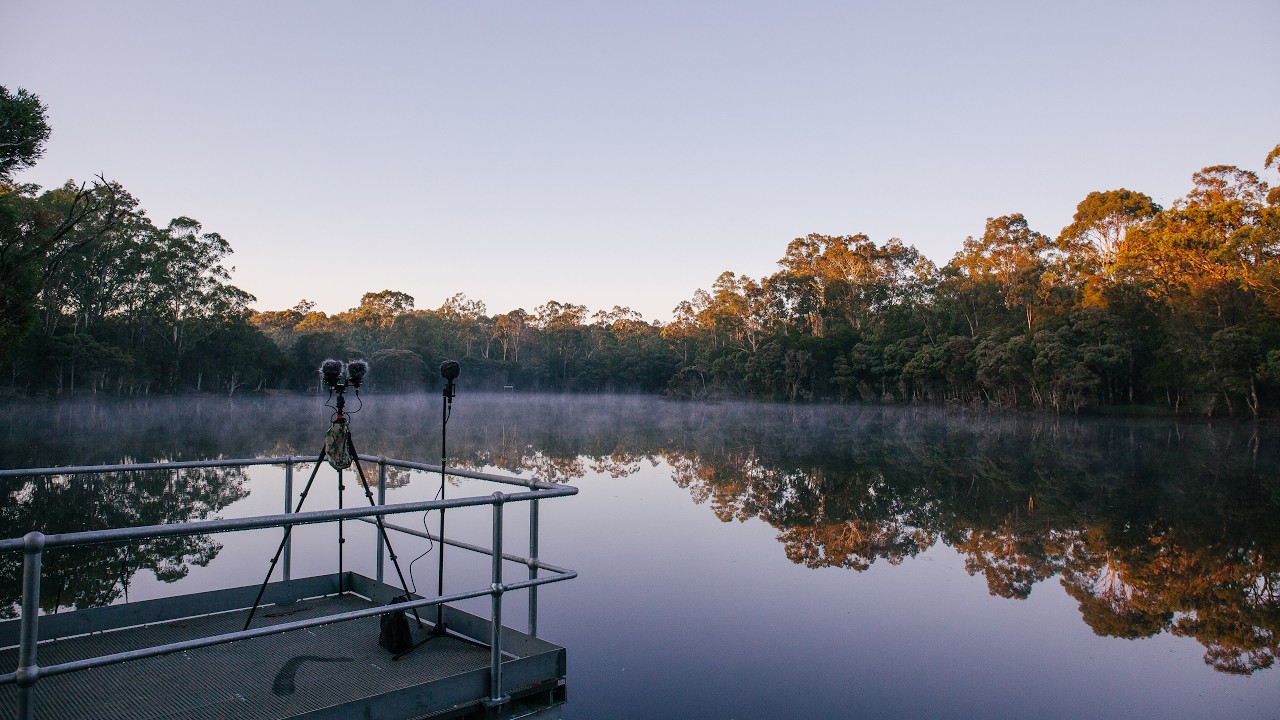 Field Recording (20260105) - Kitchener Poppet Head Park - Dawn