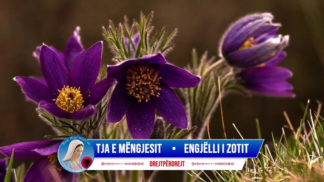 Lutja e m&euml;ngjesit, Engj&euml;lli i Zotit & Lavdet e m&euml;ngjesit