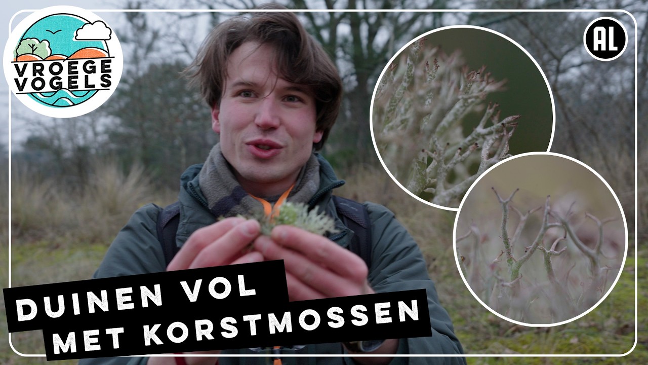 Korstmossen bekijken van heel dichtbij | Radio | Vroege Vogels