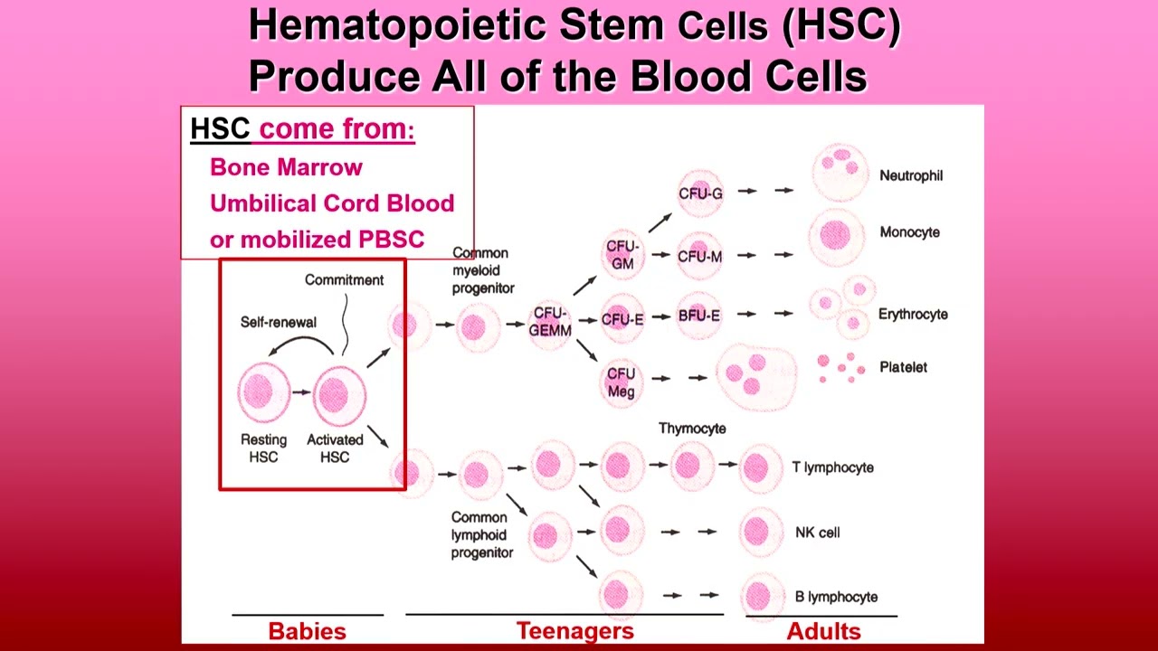 Keynote: Gene Therapy Using Hematopoietic Stem Cells
