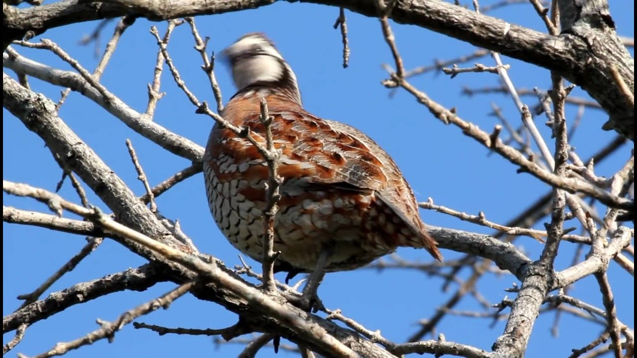 Northern Bobwhite Quail