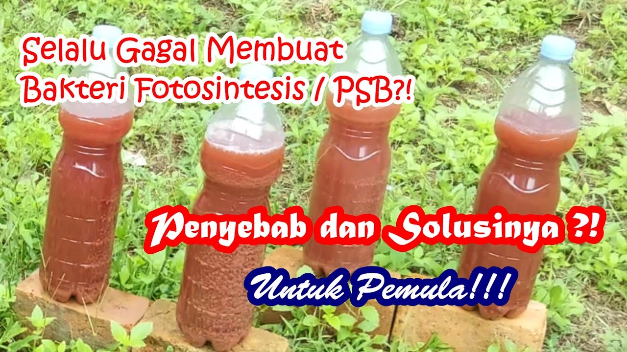 Psb photosynthetic bacteria / psb bakteri fotosintesis gagal!? ini penyebab dan solusinya!?