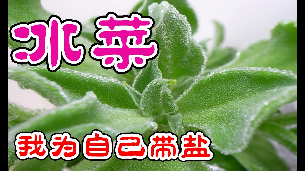 冰菜 - 我為自己帶鹽，可以吃的肉肉，冰菜的種植技巧，好吃又好種的保健菜，不用花高價買了 How to Grow Ice Plant