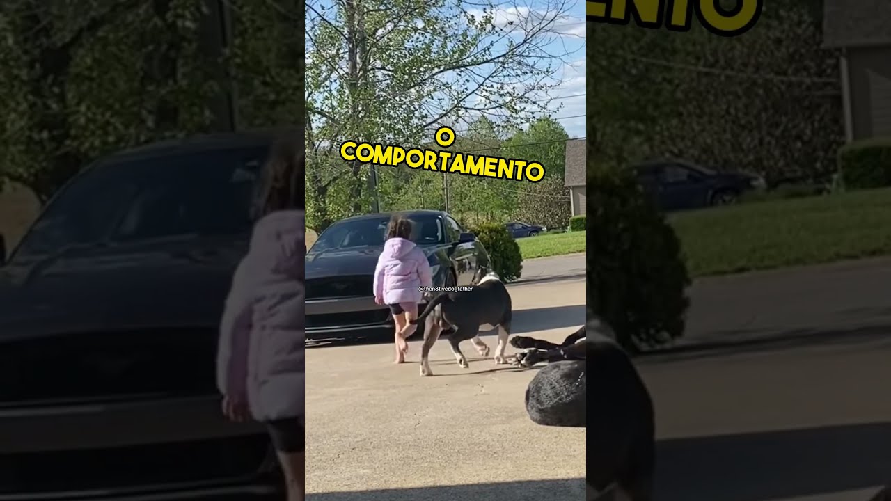 Esses são os verdadeiros cães de guarda👏❤️