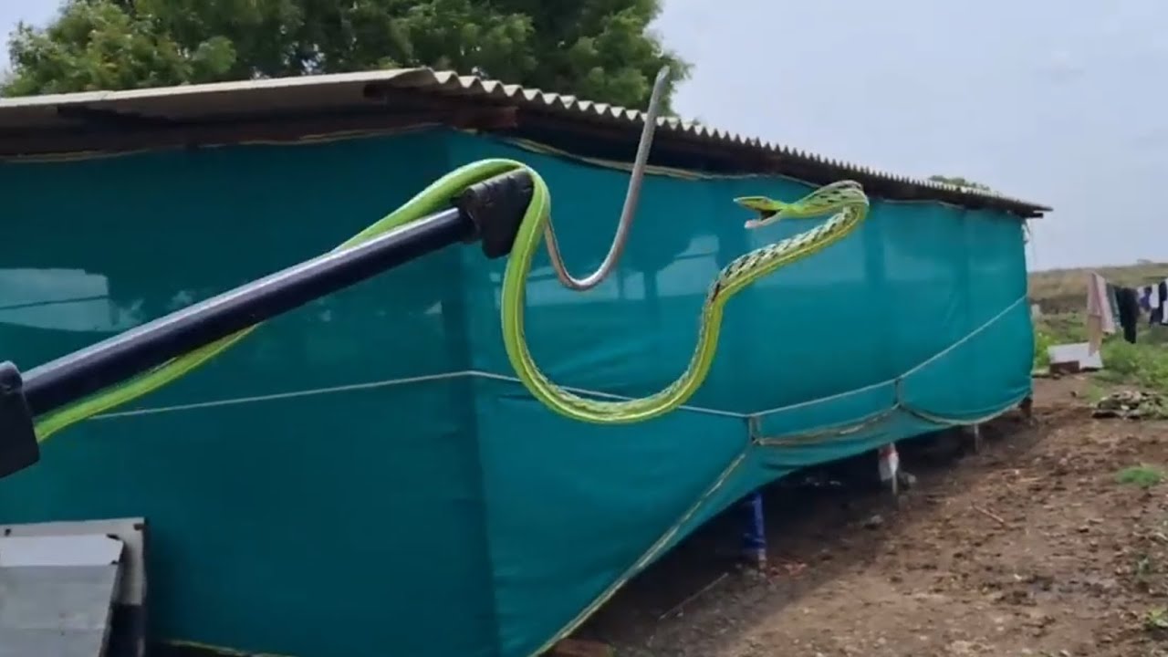 दुर्मीळ हरणटोळ साप रेस्कू 😯